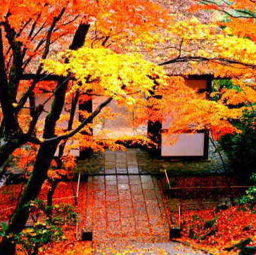 kyoto-travel-guide.jpg