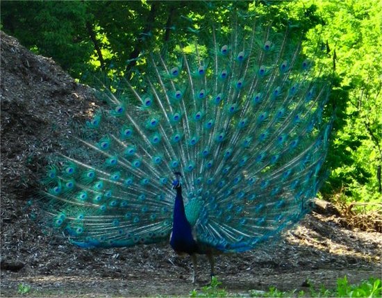 peacock20070430_4.jpg